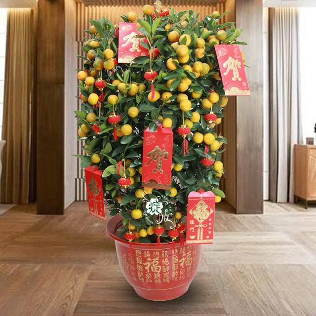 风水十大吉祥花（家里养这几种花卉，寓意着财运到金玉满堂，日进斗金，堆金如玉）