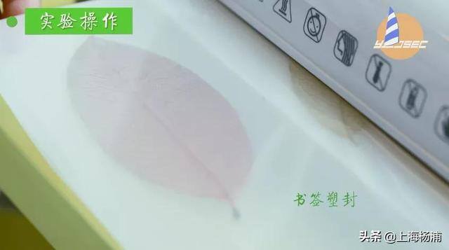 用废旧物品做手工简单又漂亮（手把手教你做“叶脉书签”）