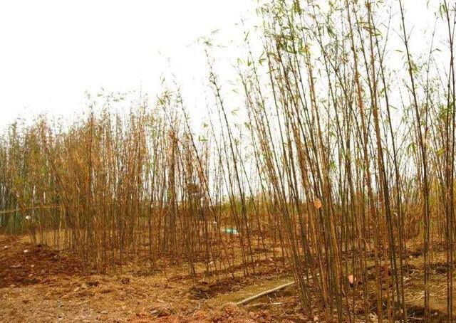 门口种竹子风水十大禁忌（“门前不栽竹，房后不栽树”，这四个地方不能种竹子，你知道吗？）