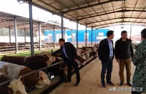 养牛的利润与成本（育肥牛的成本与利润）