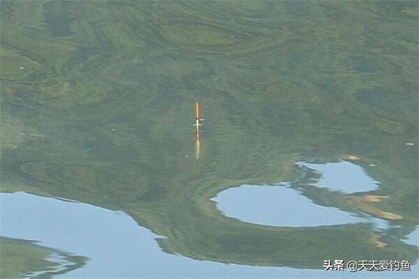 钓鱼的步骤（台钓调漂的5个步骤）