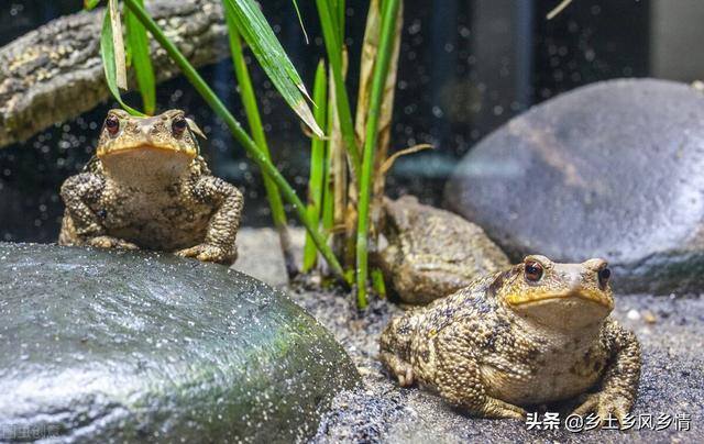 蟾蜍养殖（蟾蜍的养殖技术）