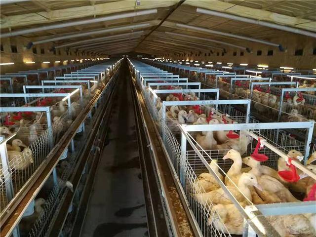 当鸭子一个月收入多少（新泰市楼德镇天信农牧智能化养殖助力肉鸭发展）