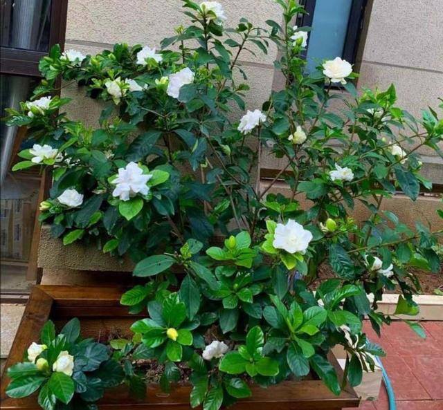 最好养的10种兰花（阳台上适合养什么花？）