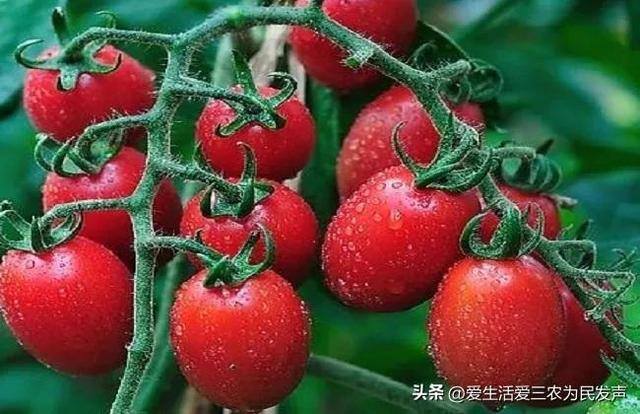 致富好项目（在家种植什么能赚钱？）