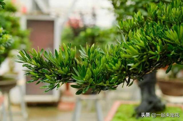 家门口种什么植物风水好又旺财（家门口种4种“旺宅树”，好养好看还有好兆头）