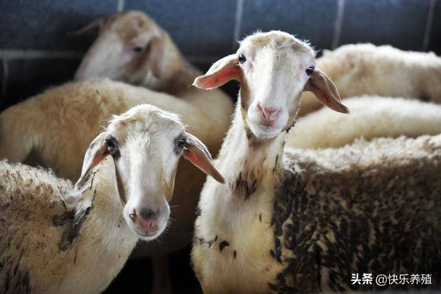 养羊100只投资需要多少钱（养羊到底需要多少成本？一年可以赚多少钱？）