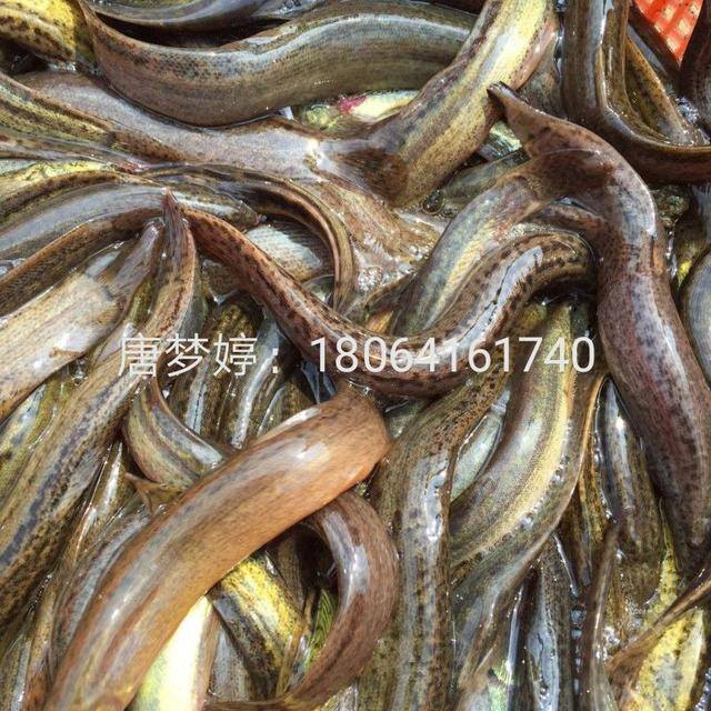 泥鳅养殖前景与利润（2020年养泥鳅前景如何？）