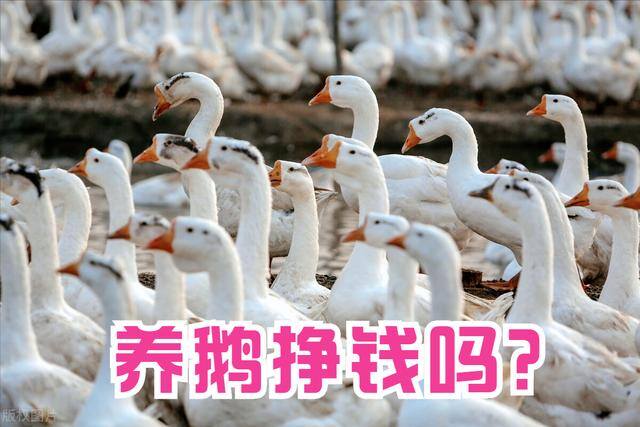 养一千只鹅能赚多少钱（1000只鹅的利润有多少？）