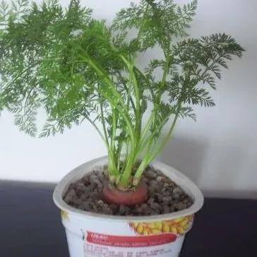 室内种植致富项目（室内适合种植什么蔬菜？）