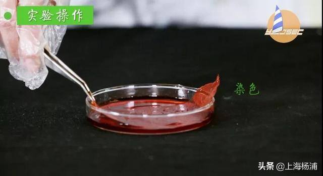 用废旧物品做手工简单又漂亮（手把手教你做“叶脉书签”）