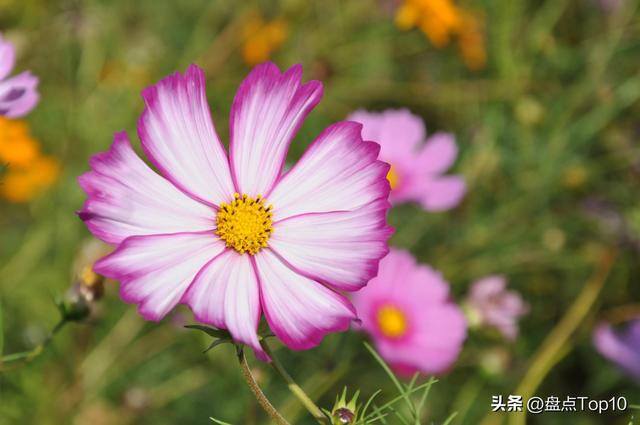 目前种植什么好（草花品种大盘点）