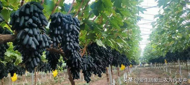 致富好项目（在家种植什么能赚钱？）