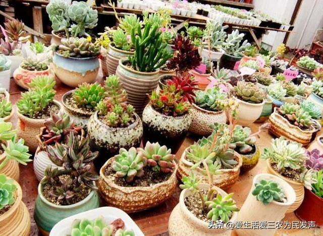 致富好项目（在家种植什么能赚钱？）
