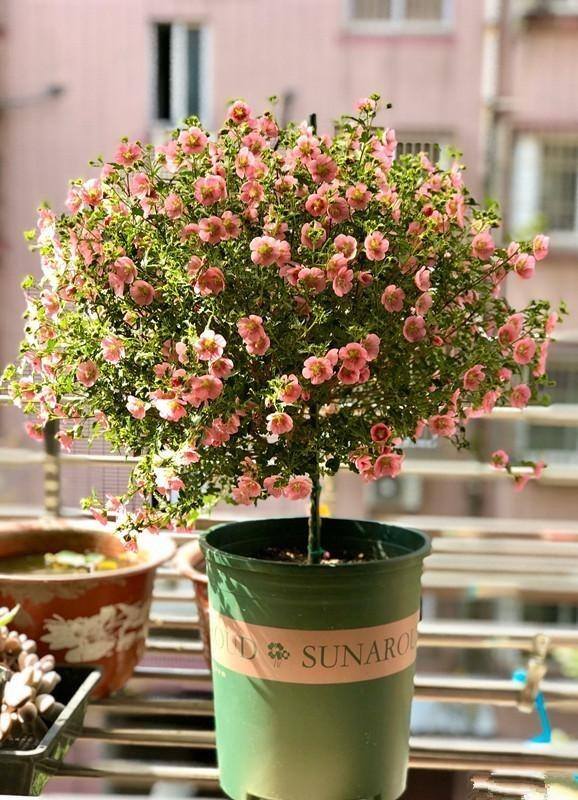 庭院花卉种植品种（院子里养这几种花，不怕冷不怕热，冬季零下也能开花不断！）