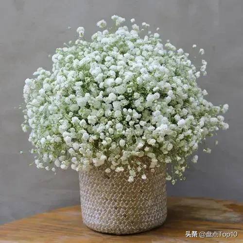 目前种植什么好（草花品种大盘点）