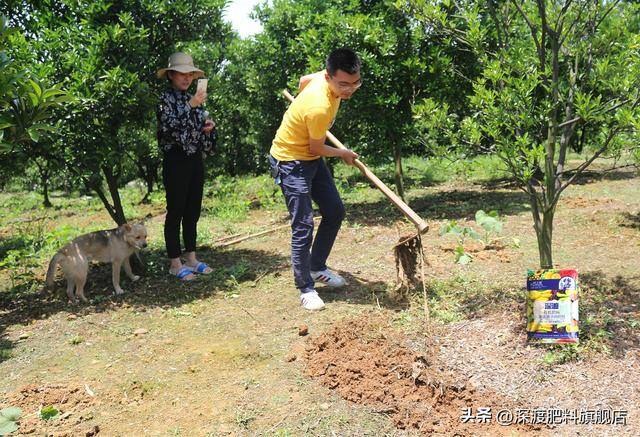 死树风水化解（烂根死树的发病原因及改良方法）