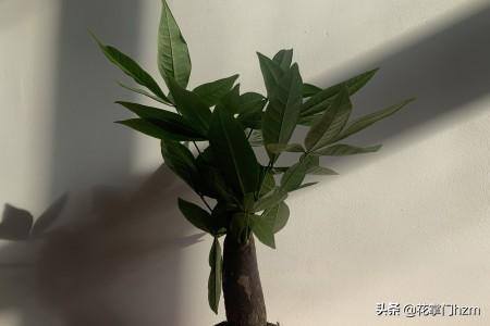 发财树可以水培养吗（发财树能水培养吗，有黄叶了怎么办）