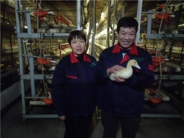 当鸭子一个月收入多少（新泰市楼德镇天信农牧智能化养殖助力肉鸭发展）