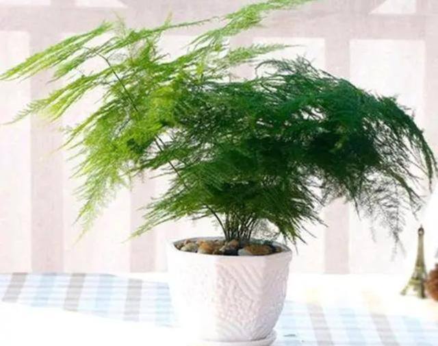 7种适合卧室养的植物（这5种植物适合养在卧室，有助于释放氧气，有助于睡眠）