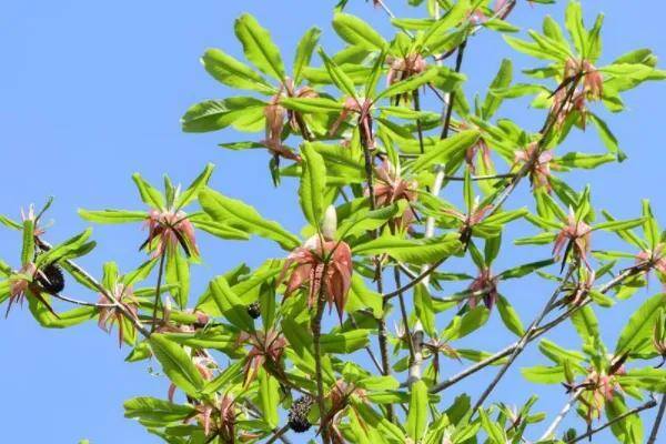 农村有哪些药材种植（草本植物有哪些？）