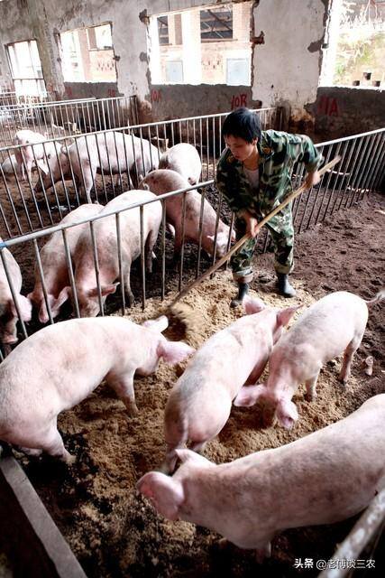 今年养猪怎么样?能不能赚钱?2023（2023年农村养猪赚钱吗？）