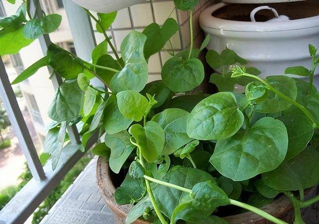 怎么种菜（阳台种菜很简单，只要试着3个步骤，长得肥厚油绿，想吃就摘）