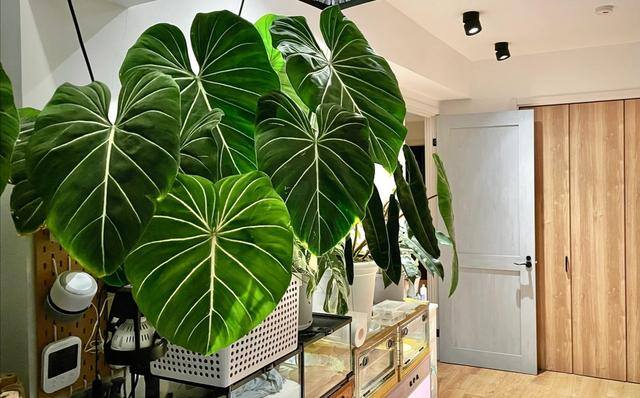 客厅养什么植物风水好（客厅最适合养大型绿植，这6种新型植物，好看好养护，养人养心）