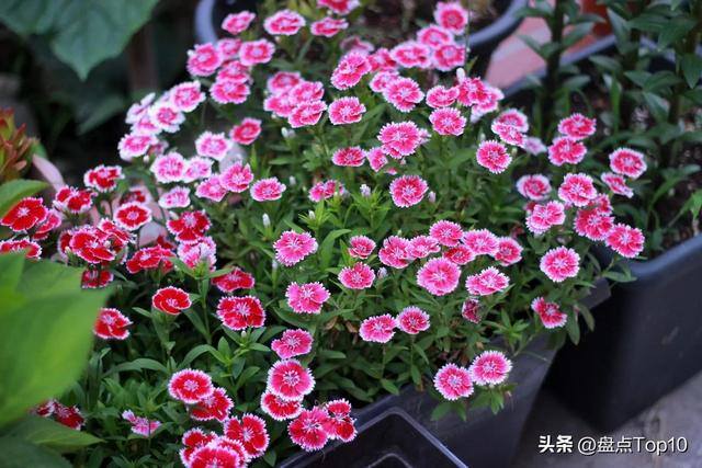 目前种植什么好（草花品种大盘点）