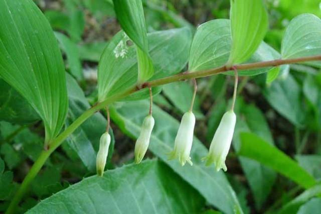 在农村种植什么比较挣钱（农村种植什么作物比较赚钱）