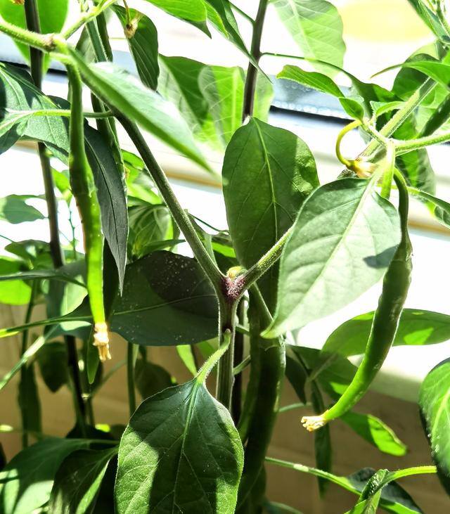 怎么种菜（阳台种菜很简单，只要试着3个步骤，长得肥厚油绿，想吃就摘）
