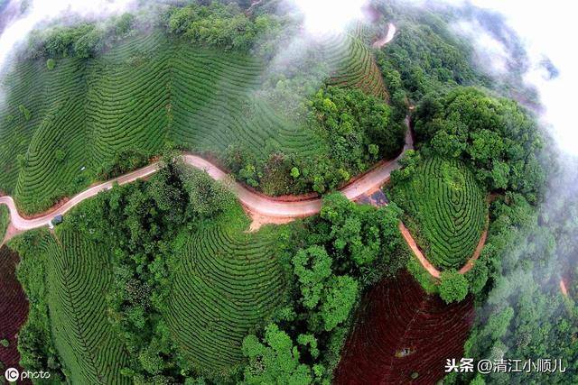 种植项目加盟（茶园养殖，如何做好生态管理？）