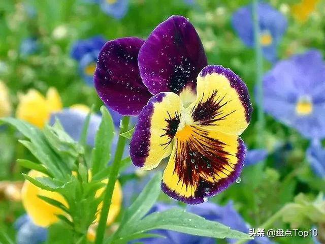 目前种植什么好（草花品种大盘点）