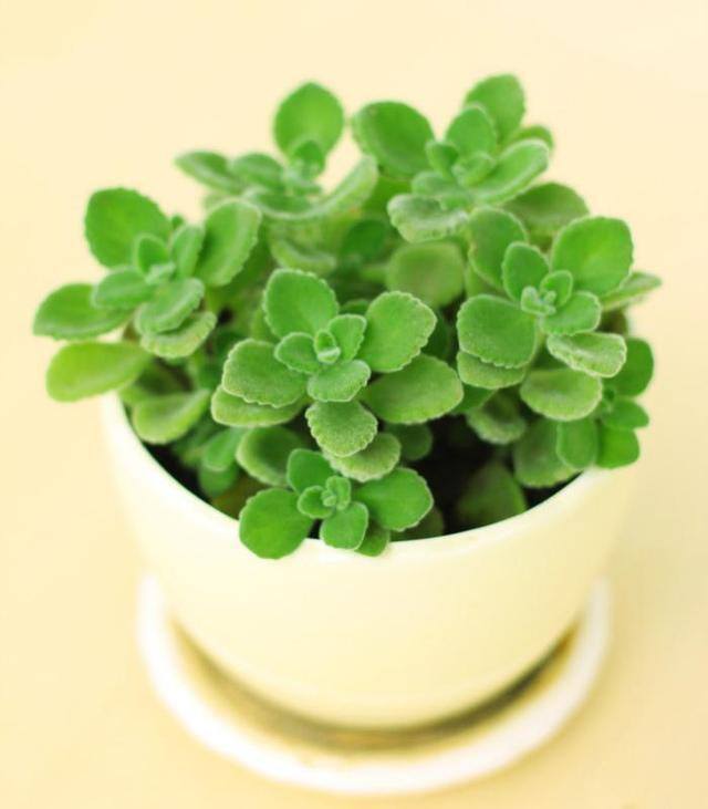 最好养的10种兰花（阳台上适合养什么花？）