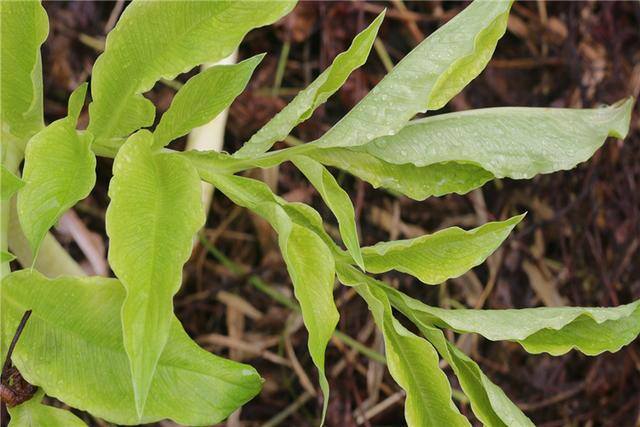种植什么最赚钱农村（今年农村种植什么利润高？）