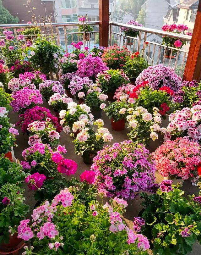 最好养的10种兰花（阳台上适合养什么花？）