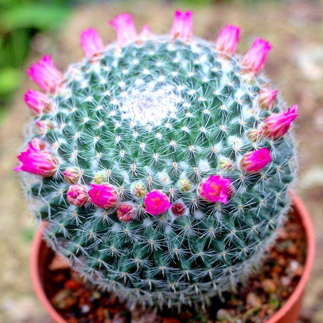 最好养的10种兰花（阳台上适合养什么花？）