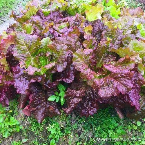种什么菜好卖又赚钱（紫色白菜、紫色大白菜、紫色大白菜、紫色大白菜、紫色大白菜）