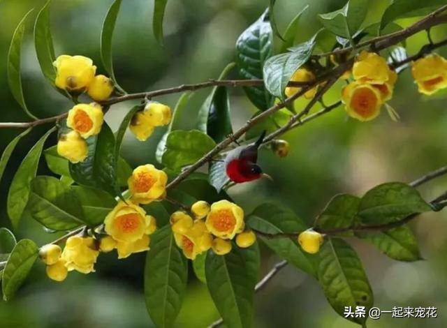 家门口种什么植物风水好又旺财（家门口种4种“旺宅树”，好养好看还有好兆头）