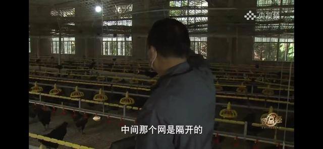 养多少鸡能赚20万（徐士乾养殖乌鸡失败，妻子的一句话，让他气走妻子）