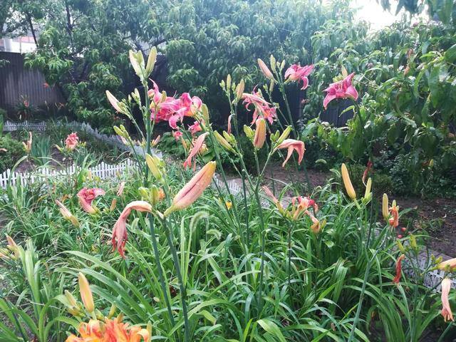 庭院花卉种植品种（院子里养这几种花，不怕冷不怕热，冬季零下也能开花不断！）