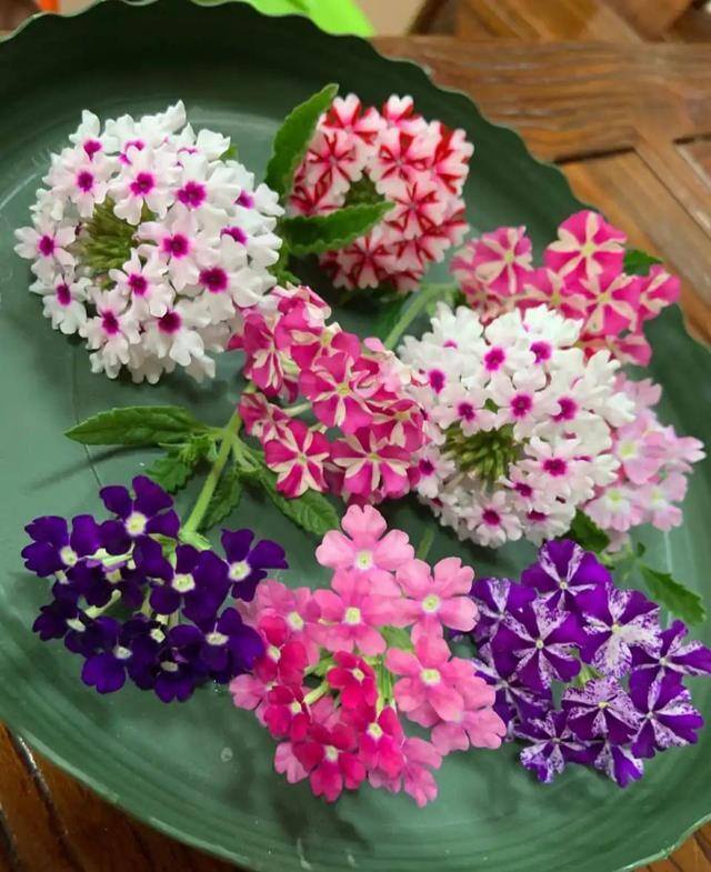 最好养的10种兰花（阳台上适合养什么花？）