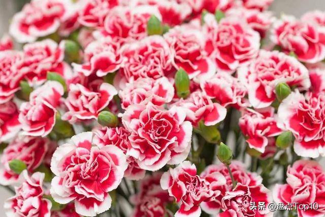 目前种植什么好（草花品种大盘点）