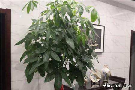 发财树可以水培养吗（发财树能水培养吗，有黄叶了怎么办）