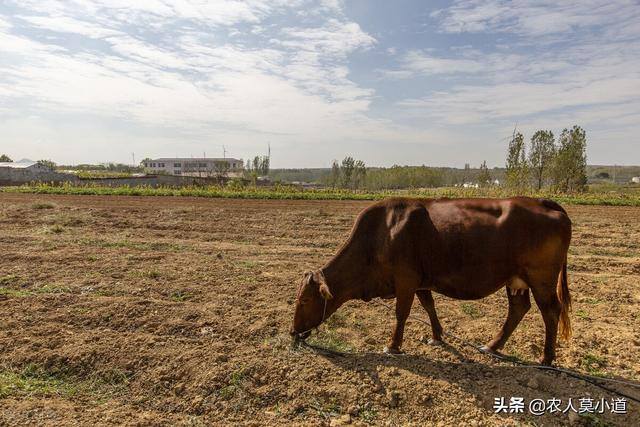 现在养牛前景如何（在农村养牛好不好？）
