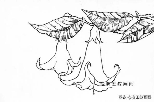 如何画花朵好看又简单（曼陀罗线描手稿，初学者都可以跟着临摹）
