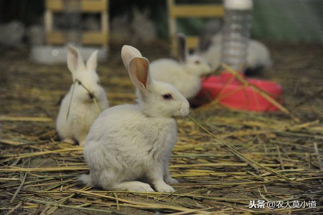 养兔子能赚钱吗风险大吗（养殖兔子的需求量大吗？）