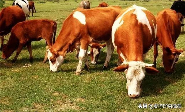 养殖业什么挣钱（养殖业什么最赚钱养殖业的前景怎样）