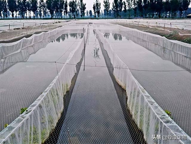水蛭养殖要求（养殖水蛭的注意事项）