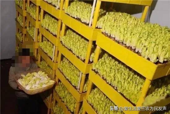 致富好项目（在家种植什么能赚钱？）